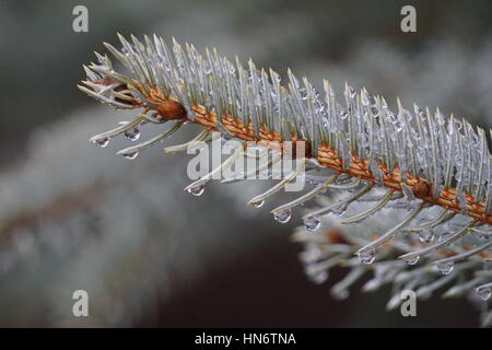 Rain drops on a branch Stock Photo