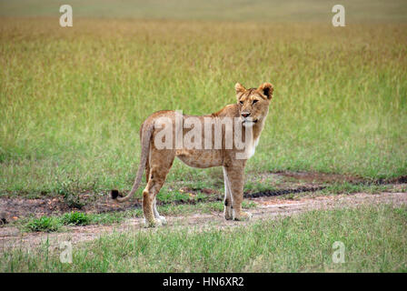 Female lion walking along a path looking behind her in the savannah at Masai Mara Nationalpark Stock Photo