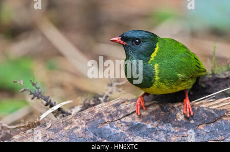 Green-and-black Fruiteater (Pipreola riefferii), Jardin, Antioquia Stock Photo