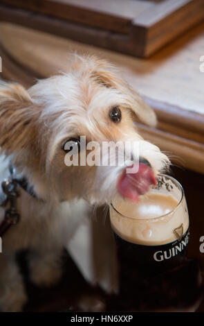 Terrier lapping Guiness from a pint glass in pub Stock Photo