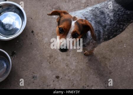 Blue Heeler Beagle Mix Stock Photo