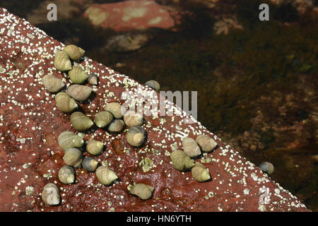 Sea Snails in the rock, Prestonpans, Edinburgh, Scotland, UK Stock Photo