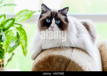 A large Rag doll cat relaxing indoors on the arm of a sofa. Bred for their mild temperament this cat has bright blue eyes and a dark brown face Stock Photo