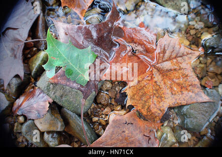 Fall leaves floating downstream. Stock Photo
