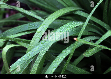 Water droplets on Lomandra hystrix (Lomandraceae) or known as Creek Matrush grass Stock Photo