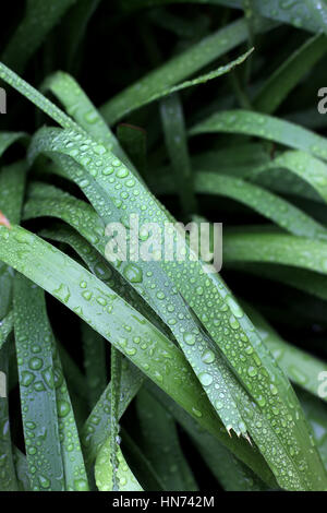 Water droplets on Lomandra hystrix (Lomandraceae) or known as Creek Matrush grass Stock Photo