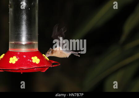 Orange Nectar Bat, Lonchophylla robusta, feeding from Hummingbird feeder at night Stock Photo
