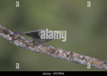 Palm Tanager, Thraupis palmarum, eating seeds from Cecropia tree Stock Photo