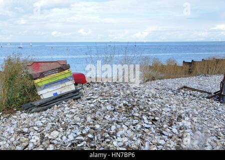 Whitstable, United Kingdom -October 1, 2016: Empty Oyster Shells on beach Stock Photo