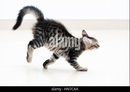 Tabby kitten running