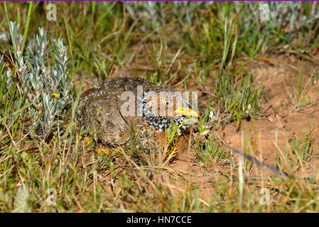 Plains-wanderer Pedionomus torquatus Critically endangered Photographed in Victoria, Australia Stock Photo