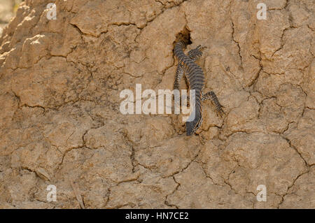 Rosenberg's Goanna Varanus rosenbergi Young emerging from nest in termite mound Vulnerable Photographed on Kangaroo Island, South Australia Stock Photo