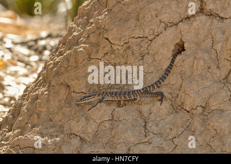 Rosenberg's Goanna Varanus rosenbergi Young emerging from nest in termite mound Vulnerable Photographed on Kangaroo Island, South Australia Stock Photo