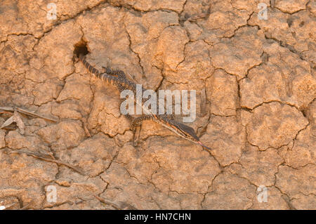 Rosenberg's Goanna Varanus rosenbergi Young emerging from nest in termite mound Vulnerable Photographed on Kangaroo Island, South Australia Stock Photo