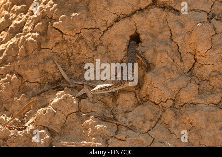 Rosenberg's Goanna Varanus rosenbergi Young emerging from nest in termite mound Vulnerable Photographed on Kangaroo Island, South Australia Stock Photo