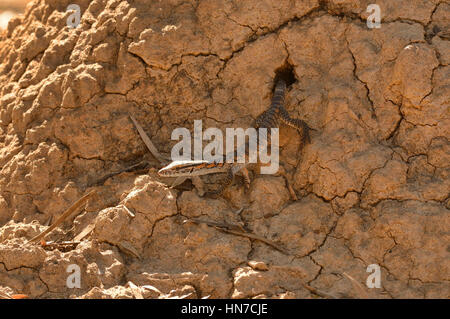 Rosenberg's Goanna Varanus rosenbergi Young emerging from nest in termite mound Vulnerable Photographed on Kangaroo Island, South Australia Stock Photo