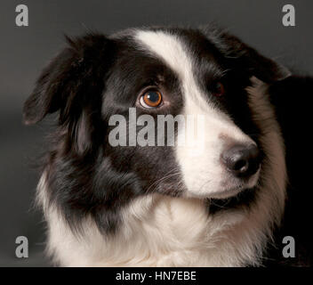 Border Collie portrait, head and shoulders Stock Photo