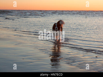 Border Collie dog playing in the sea at sunrise Stock Photo