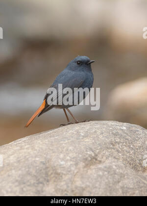 Male plumbeous water redstart (Phoenicurus fuliginosus) at Kedarnath wildlife sanctuary, Uttarakhand, India Stock Photo