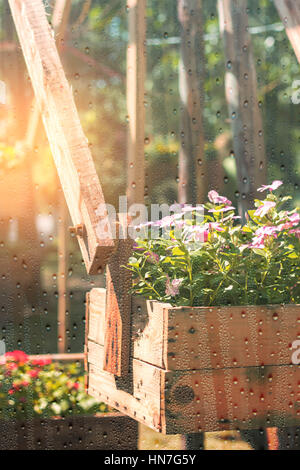 Potted plant flowers in the park with water droplets on glass. Stock Photo
