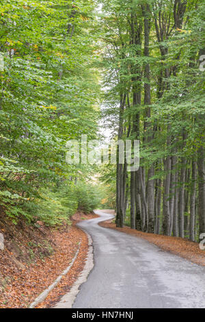 Curvy asphalt road, between long green trees, surrounded with fallen brown leafs Stock Photo