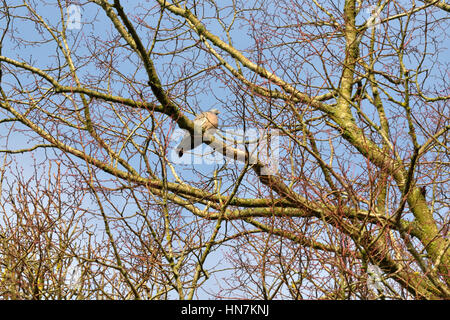 Pigeon in a Tree Stock Photo