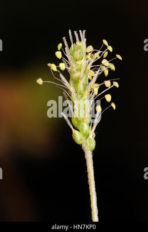 Buck's-horn Plantain, Plantago coronopus with styles and anthers emerged Stock Photo