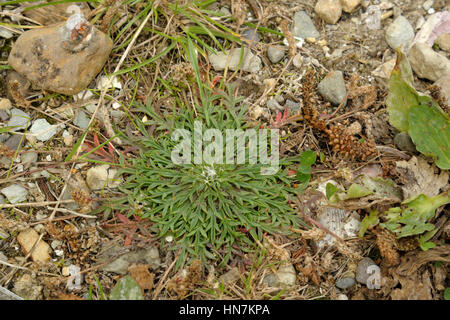 Buck's-horn Plantain, Plantago coronopus Stock Photo