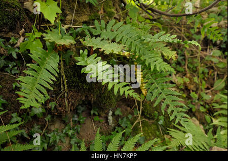 Intermediate Polypody, Polypodium interjectum Stock Photo