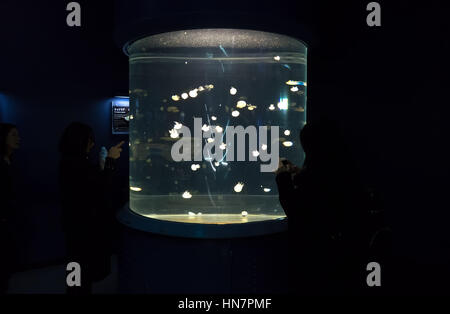 Jellyfish and sea animals swimming in water tank. People, tourists, visitors at Osaka Aquarium, Japan, Asia Stock Photo