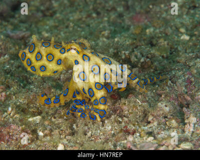 Blue ringed octopus Stock Photo