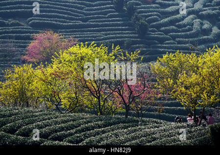 Longyan. 9th Feb, 2017. Photo taken on Feb. 9, 2017 shows cherry blossoms and tea plantation in Yongfu Town of Zhangping City, southeast China's Fujian Province. Credit: Wei Peiquan/Xinhua/Alamy Live News Stock Photo