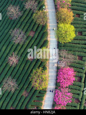 Longyan. 9th Feb, 2017. Photo taken on Feb. 9, 2017 shows cherry blossoms and tea plantation in Yongfu Town of Zhangping City, southeast China's Fujian Province. Credit: Wei Peiquan/Xinhua/Alamy Live News Stock Photo