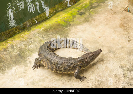 THAILAND Crocodile Farm and Zoo Stock Photo