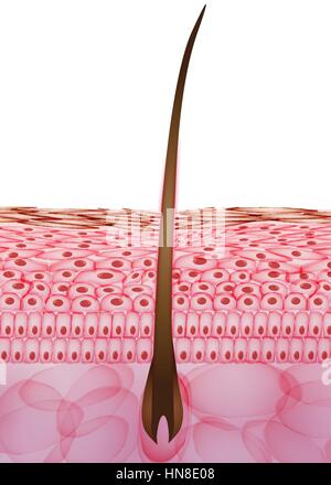 Skin Cells with Hair, Layers - Vector Illustration Stock Vector