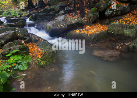 Smooth water flowing in forest creek in autumn mountains, fallen leaves on boulders Stock Photo