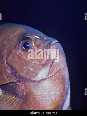 A close-up portrait of a circular batfish (Platax orbicularis). Brown band through eye and behind head. Photographed in Balinese waters, Indonesia. Stock Photo