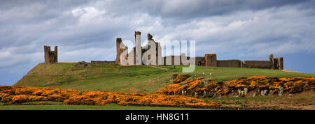 Summer blue skies, Dunstanburgh Castle, North Northumbrian Coast, Northumbria County, England, UK