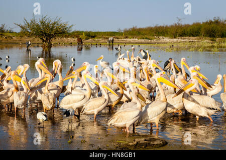 Pelicans On The Lake Shore, Lake Ziway, Ethiopia Stock Photo