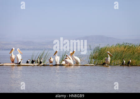 Pelicans On The Shore Of Lake Ziway, Ethiopia Stock Photo