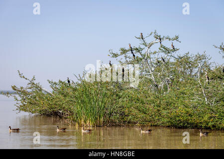 Bird Island, Lake Ziway, Ethiopia Stock Photo