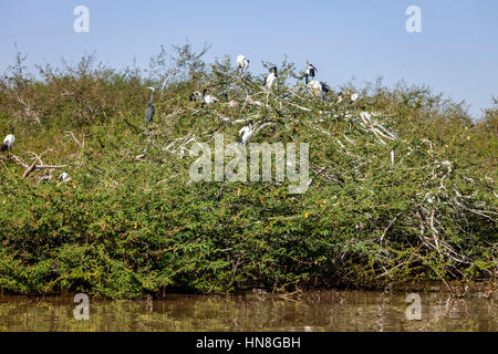 Bird Island, Lake Ziway, Ethiopia Stock Photo