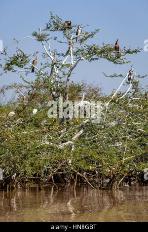 Bird Island, Lake Ziway, Ethiopia Stock Photo