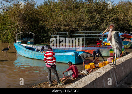 Local People Gutting and Fileting Fish On The Shores Of Lake Ziway, Ethiopia Stock Photo