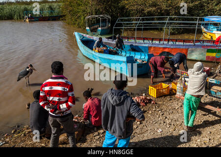 Local People Gutting and Fileting Fish On The Shores Of Lake Ziway, Ethiopia Stock Photo