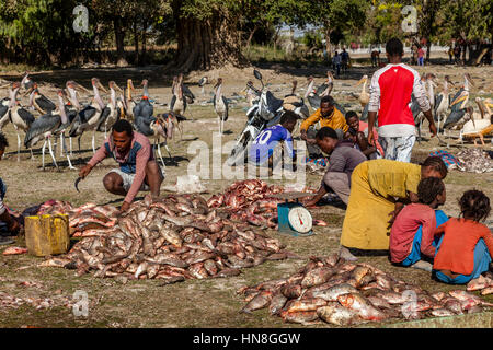 Local People Gutting, Filleting and Weighing Fish, Lake Ziway, Ethiopia Stock Photo