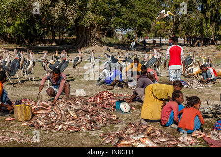 Local People Gutting, Filleting and Weighing Fish, Lake Ziway, Ethiopia Stock Photo