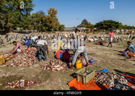 Local People Gutting, Filleting and Weighing Fish, Lake Ziway, Ethiopia Stock Photo