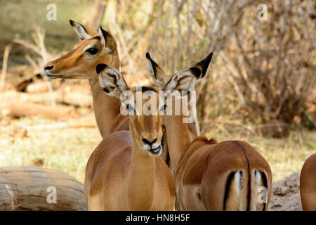 Group of Impalas, Aepyceros melampus, Buffalo Springs Game Reserve, Samburu, Kenya, East Africa Stock Photo