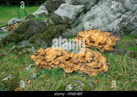 Giant Polypore - Meripilus giganteus Stock Photo